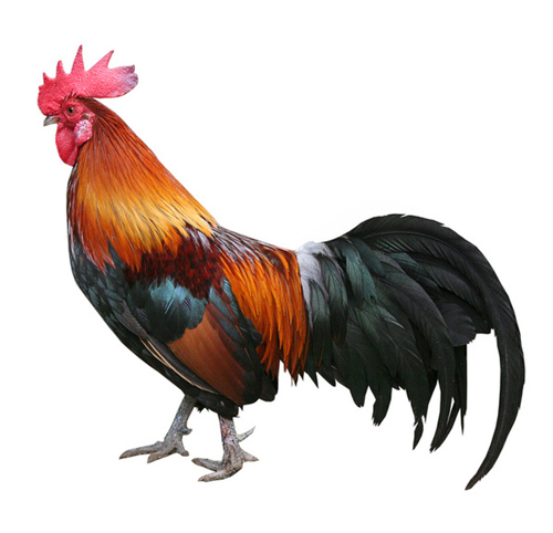 NATURALLY REARED FREE RANGE ROOSTER/COUNTRY CHICKEN ROOSTER/NATTUKOZHI
