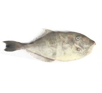 LEATHER JACKET  FISH/CHAPPAL FISH/UDUPOORI FISH 1.5 KG SIZE FISH