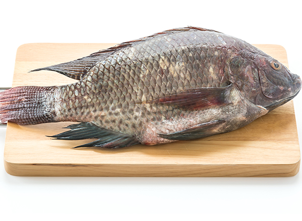 TILAPIA/THILOPIA FISH