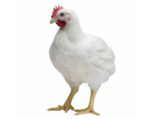 WHITE LEGHORN CHICKEN/LAGOON KOZHI