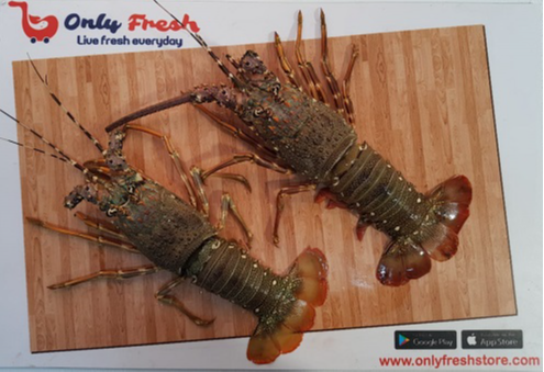 Only Fresh Products
