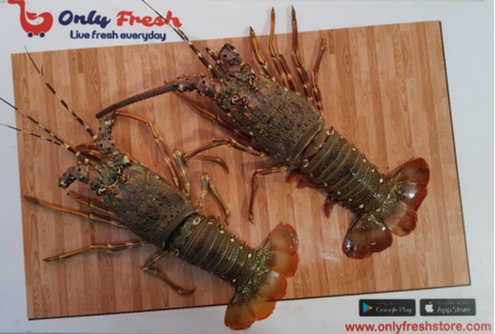 Only Fresh Products