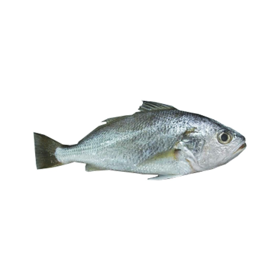 CROAKER FISH/KORA