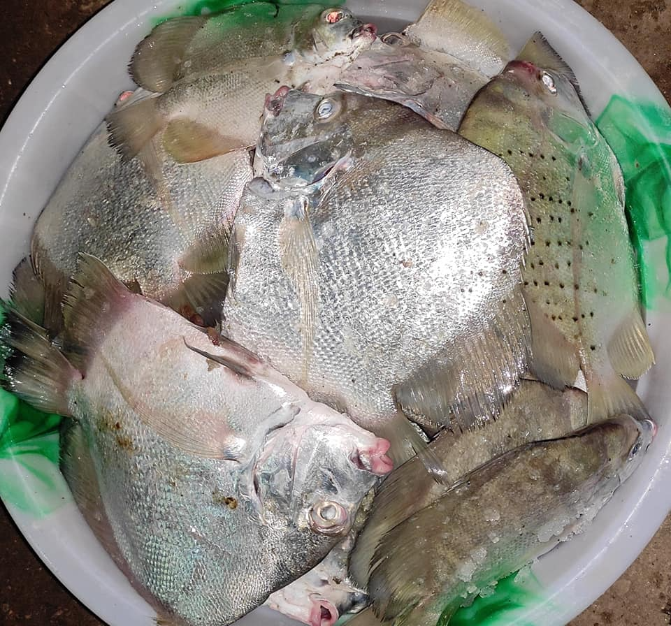 Only Fresh Products