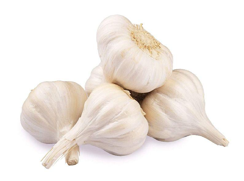 GARLIC INDIA