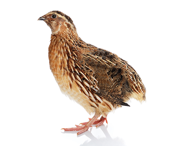 FRESH LIVE  QUAIL/ LIVE KADA KOZHI / LIVE KADA