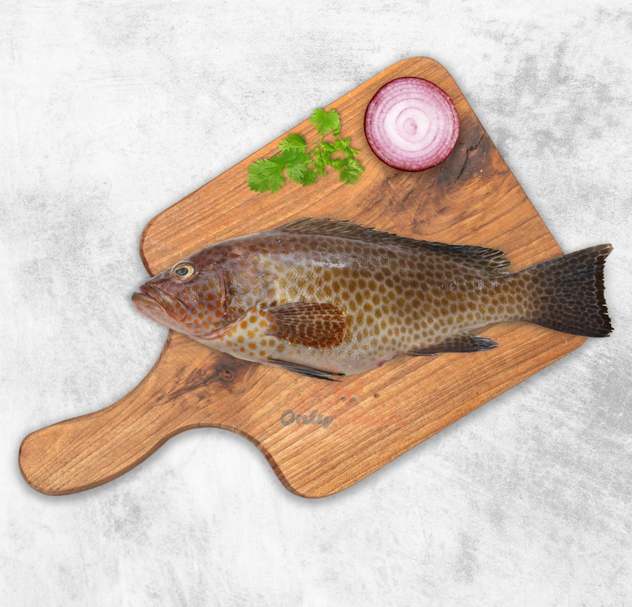 HAMMOUR SUMAN/KADAKARUMB MEDIUM