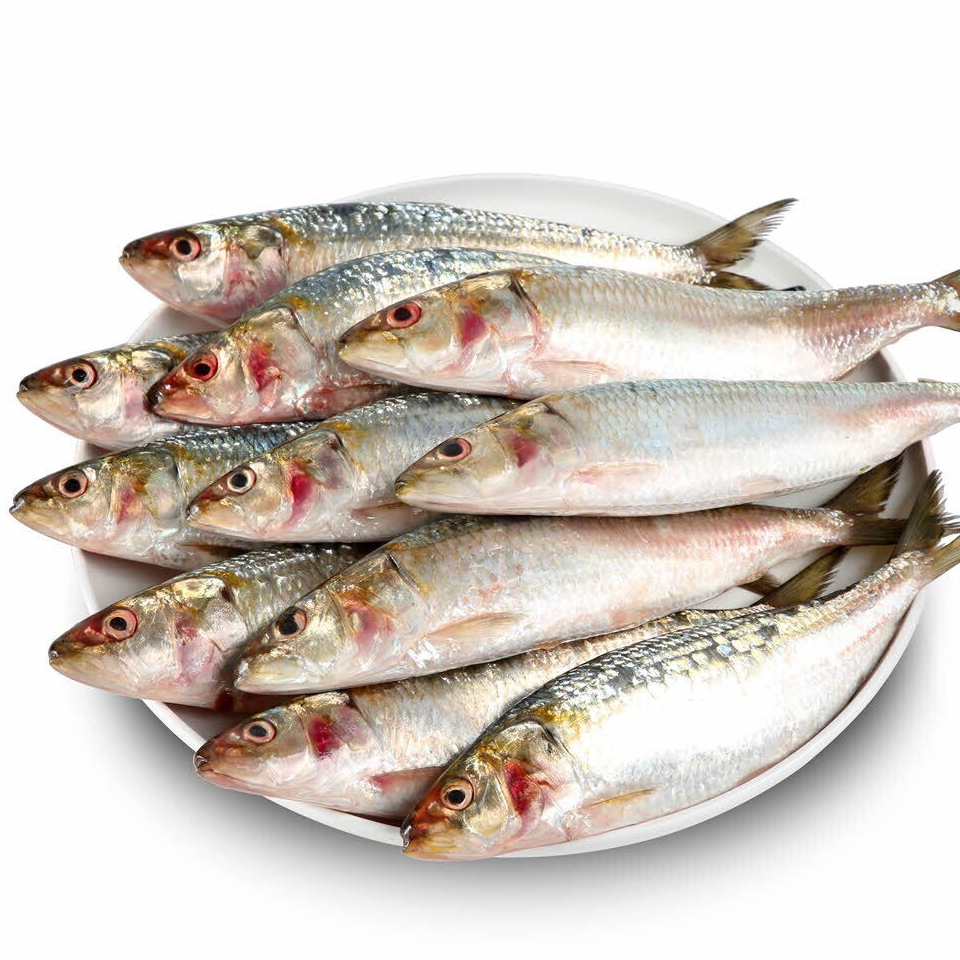 SARDINE/CHALA/MATHI BIG